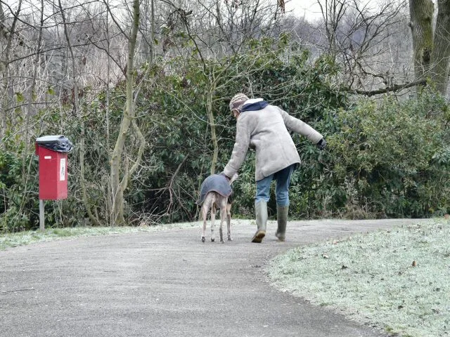 Persoon loopt hond uit in park op pad, typisch beeld van een hondenuitlaatservice in Nederland