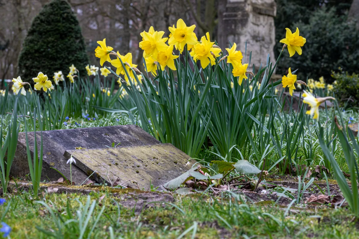 Voorjaarsbloemen op een begraafplaats — symbool voor een persoonlijk en waardig afscheid