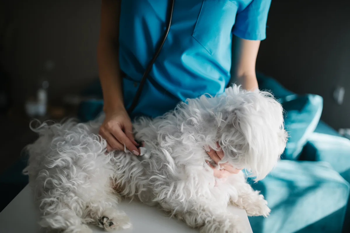 Dierenarts onderzoekt een maltezer hond met een stethoscoop op de onderzoekstafel - hondenverzekering