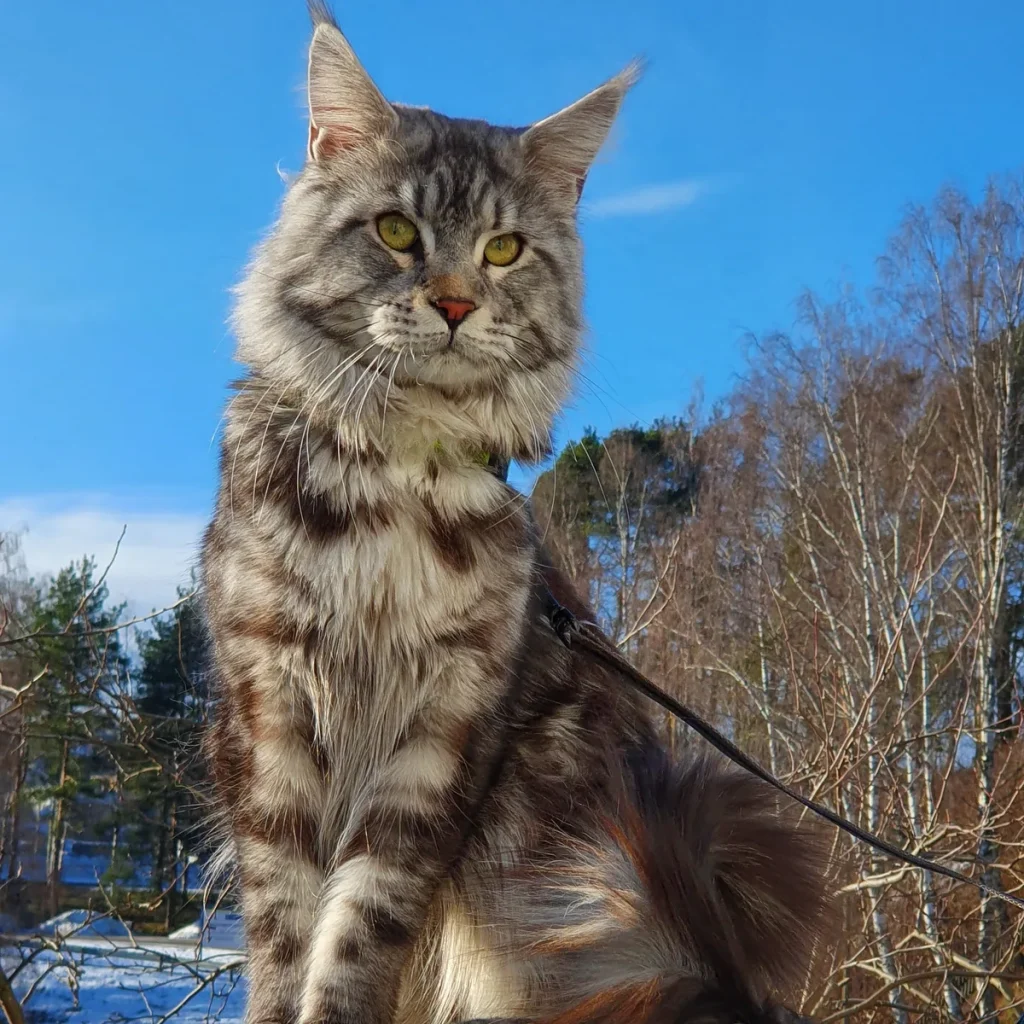 Maine Coon Silver Tabby kater, twee jaar oud — raskat met verhoogd risico op HCM, ideaal voorbeeld bij kattenverzekering per ras