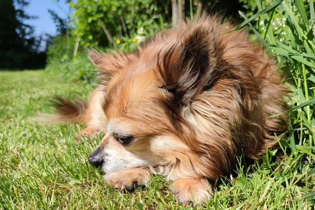 Langhaar chihuahua liggend in het gras in de tuin — chihuahua verzekering 2026