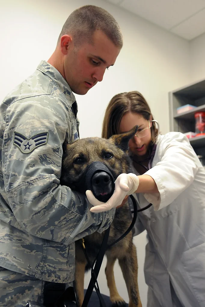 Dierenarts onderzoekt een hond tijdens een veterinaire controle — huisdierverzekering dekt dit soort kosten