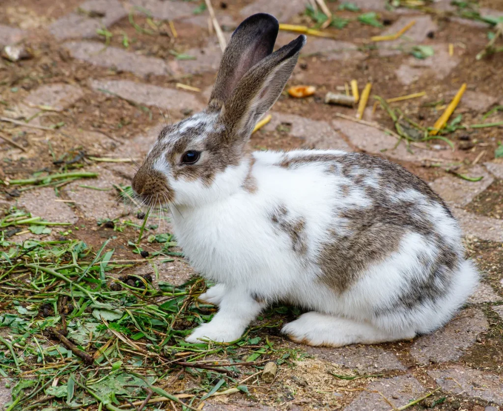 Gevlekt huiskonijn als huisdier — dierenverzekering 2026 voor konijn vogel reptiel cavia