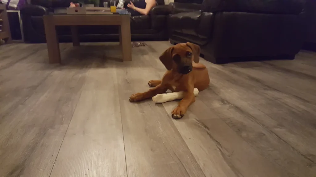 Jonge Rhodesian Ridgeback hond — dierenzorg-abonnement en dierenverzekering vergelijken 2026