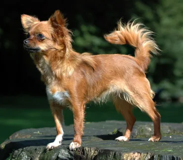 Langhaar Chihuahua staand buiten — goedkoopste hondenverzekering 2026 voor kleine gezonde honden