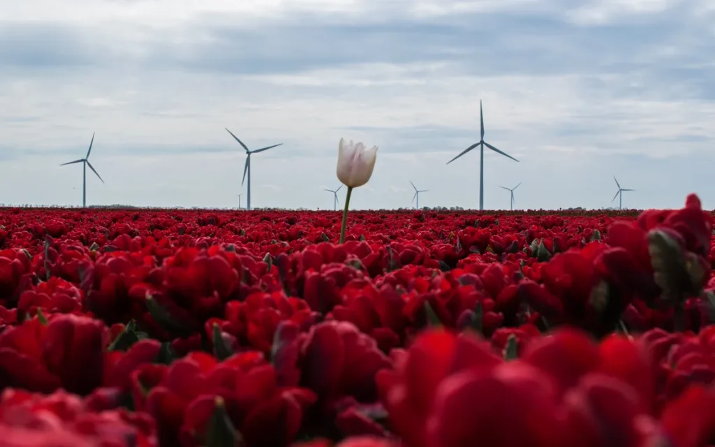 Rode tulpen met windmolens in Nederland, symbool voor duurzaamheid en groene energie