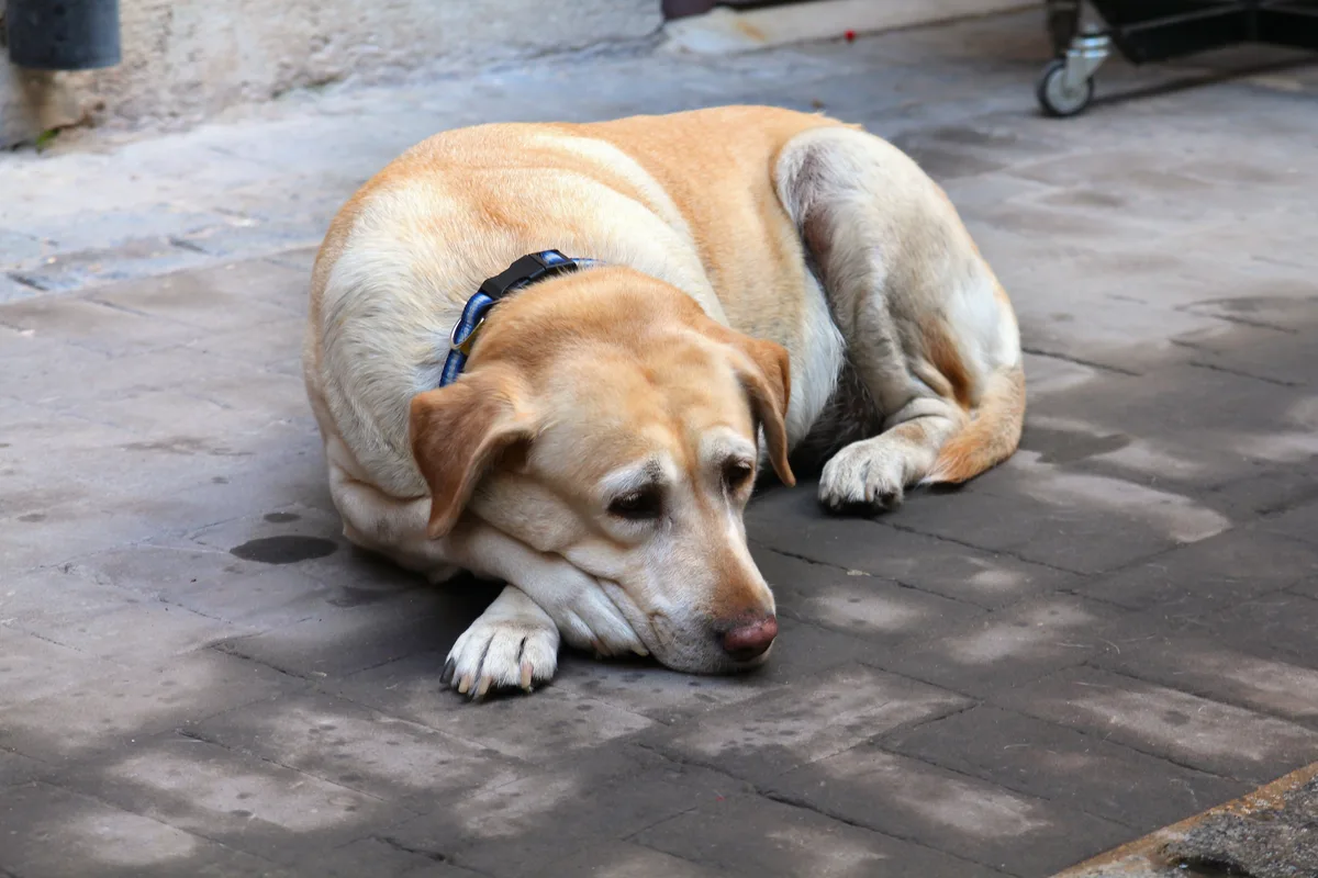 Oudere Labrador hond met grijs snuitje rustend op stoep — hondenverzekering senior hond 7 jaar