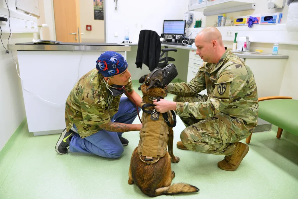 Hond bij dierenarts voor medische controle — huisdierverzekering chronische aandoeningen