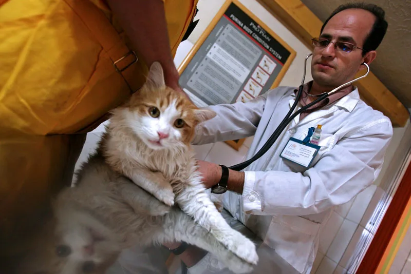 Kat wordt onderzocht door dierenarts met stethoscoop bij kattenverzekering consult