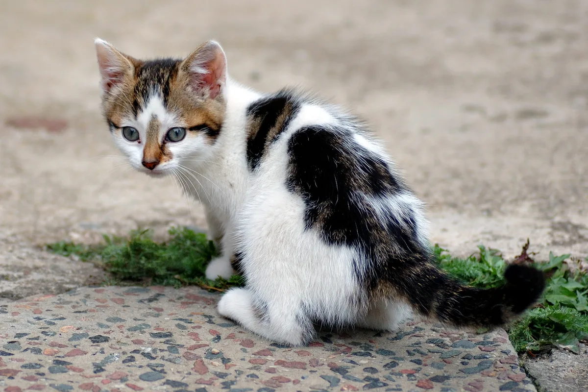 Zes weken oud kitten met zwart-witte vacht zittend op straatstenen — jong katje ideaal voor kittenverzekering artikel