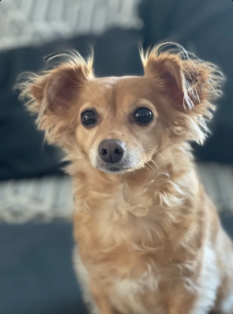 Kleine Chihuahua mix hond — ras met verhoogd risico op patella luxatie en knieschijfproblemen