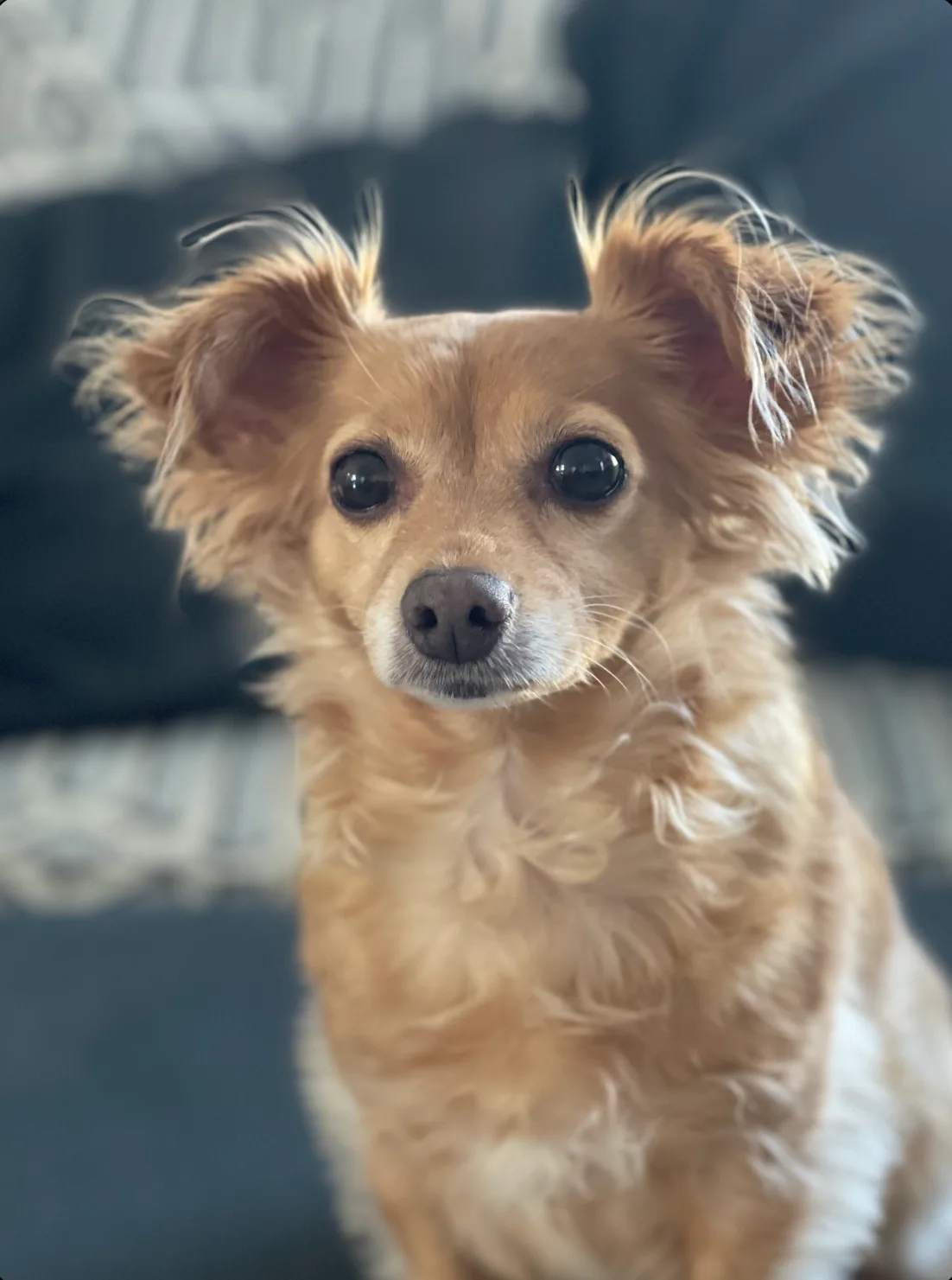 Kleine Chihuahua mix hond — ras met verhoogd risico op patella luxatie en knieschijfproblemen