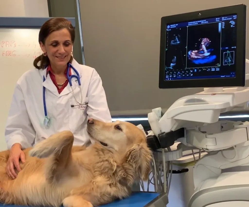 Golden Retriever wordt onderzocht door dierenarts met echografie — huisdierverzekering dekt dergelijke behandelingen
