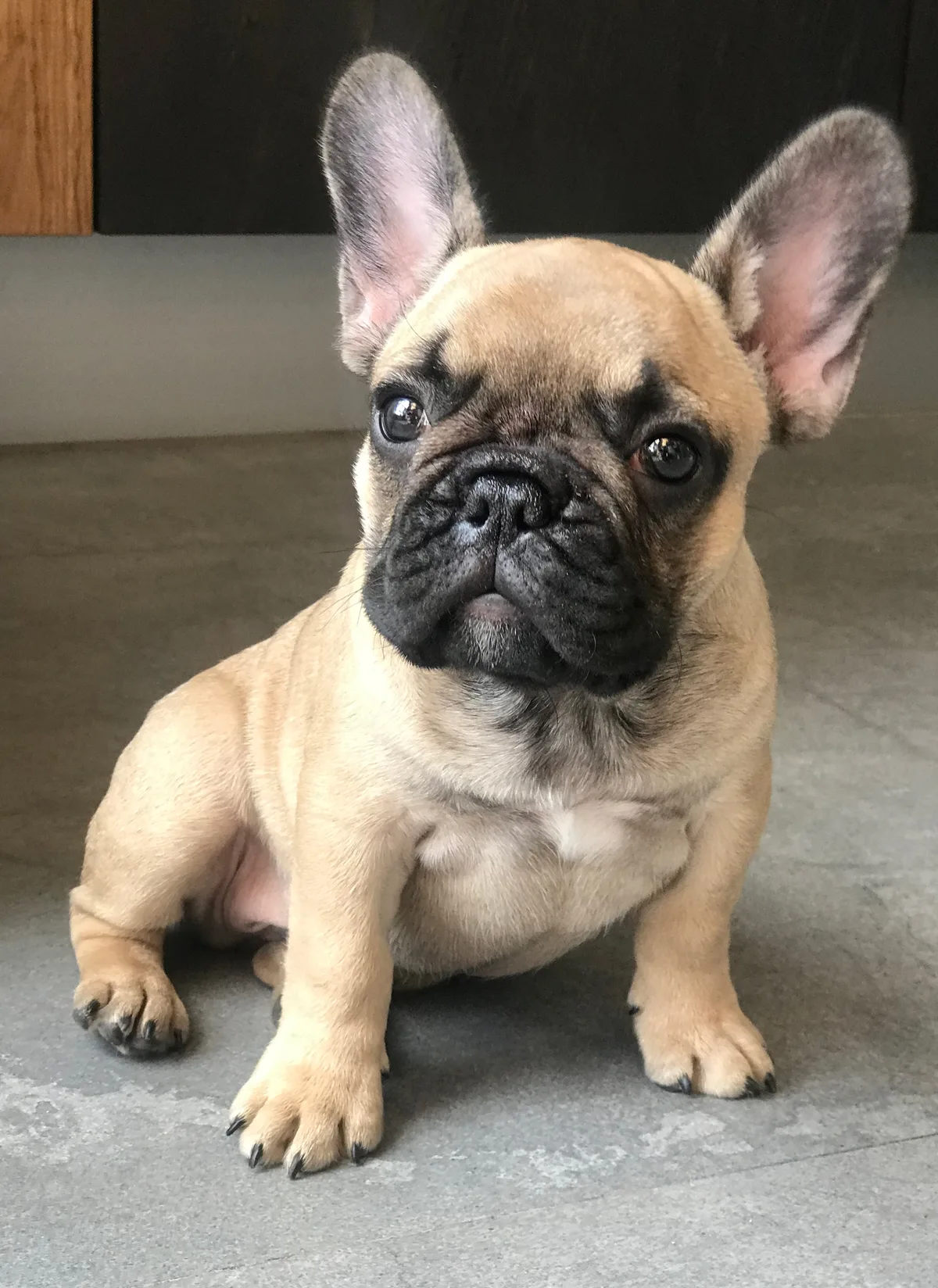 Fawn Franse Bulldog puppy van drie maanden oud — brachycefaal ras met verhoogd verzekeringsrisico