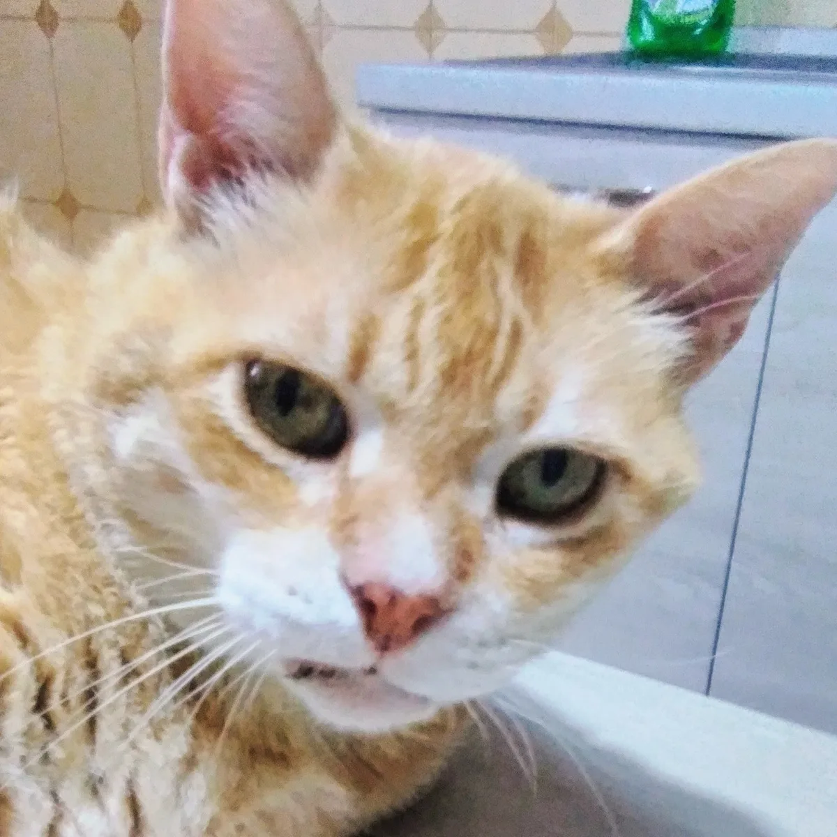 Zestienjarige oranje tabby senior kat Tony — oud huisdier, ideaal beeld bij artikel over verzekeren van senior katten