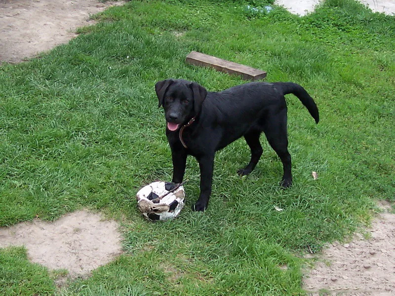 Zwarte labrador retriever speelt buiten in de tuin — huisdier verzekeren hond 2026 beslisgids