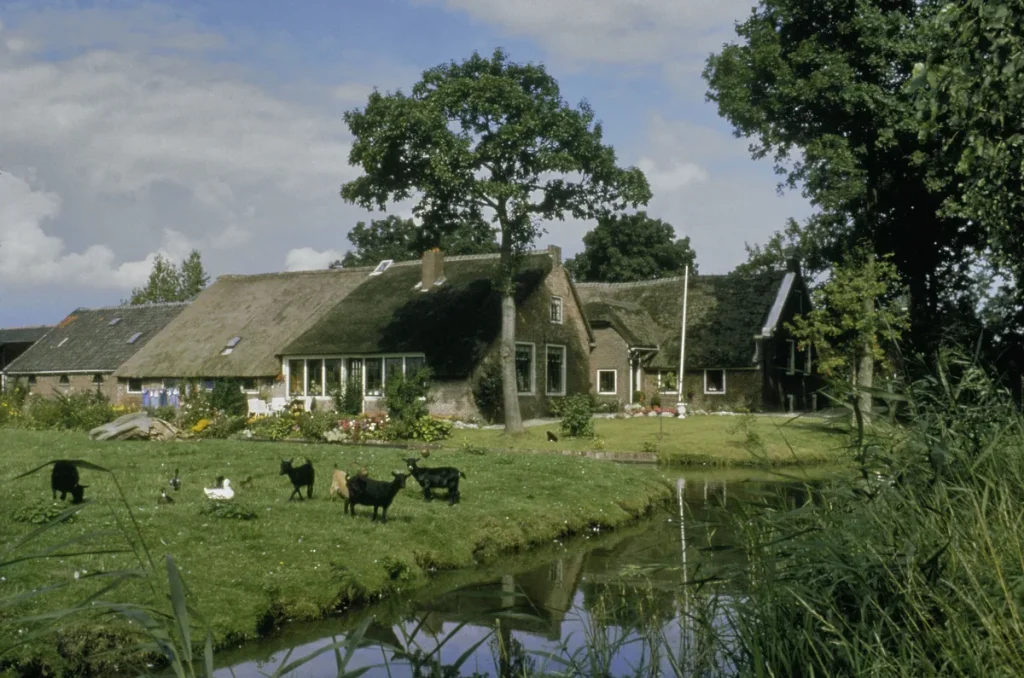 Nederlandse boerderij met rieten dak als voorbeeld van rietgedekte opstal, monumentaal pand daklekkage verzekering