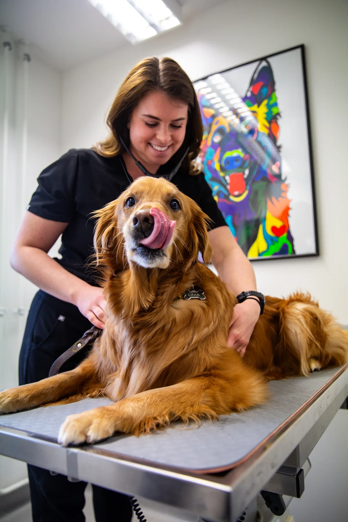 Golden retriever op onderzoektafel bij de dierenarts, hondenverzekering dierenartskosten 2026