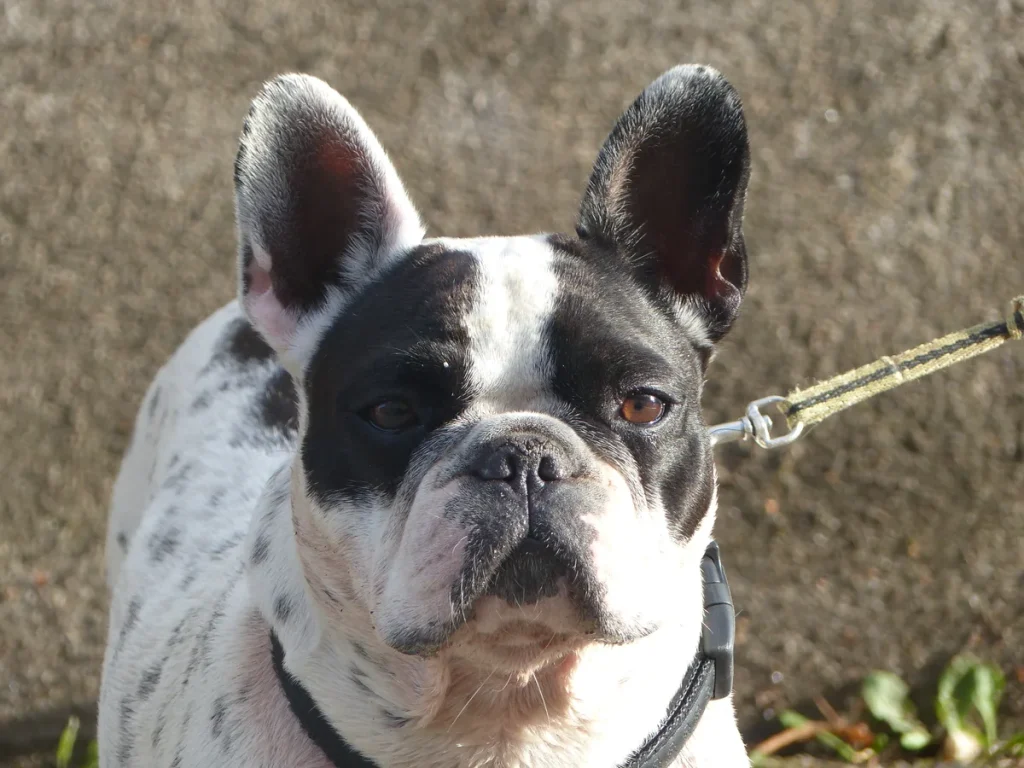 Franse Bulldog close-up portret met vleermuisoren en platte snuit, kenmerkend brachycefaal ras