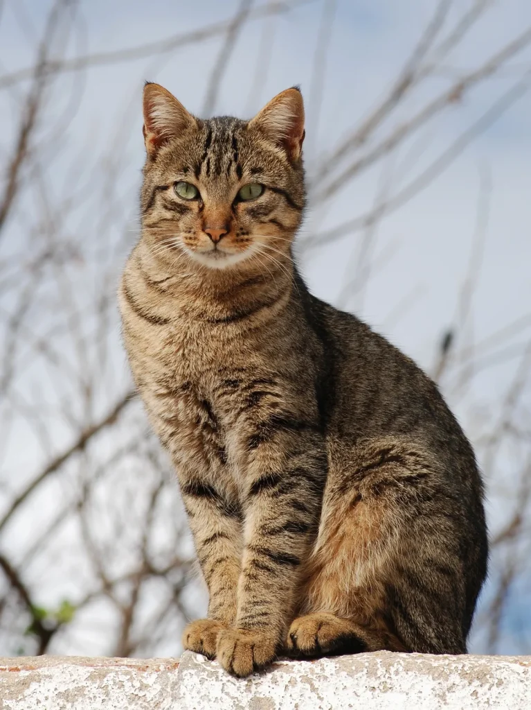 Gestreepte huiskat zit buiten op een muurtje - kattenverzekering Nederland 2026