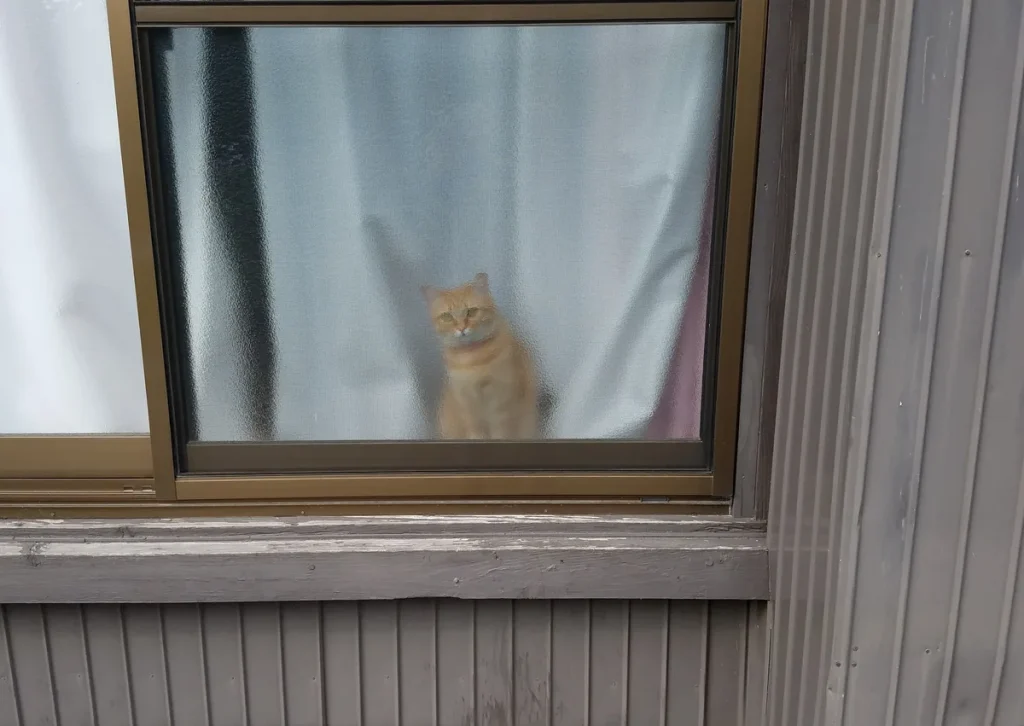 Ginger indoor kat kijkt door het raam vanuit een huis in Japan — huiskat als onderwerp voor kattenverzekering