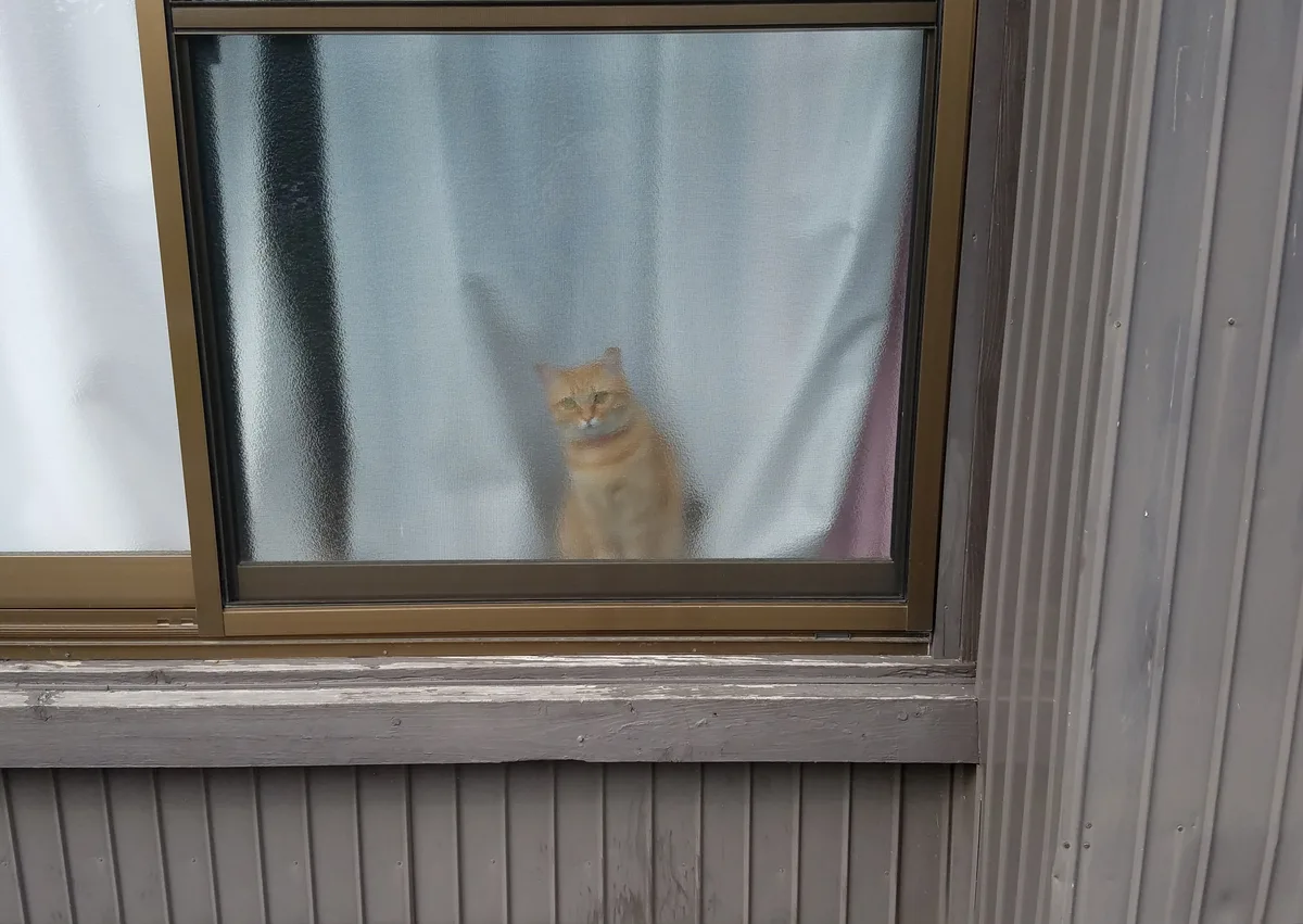 Ginger indoor kat kijkt door het raam vanuit een huis in Japan — huiskat als onderwerp voor kattenverzekering