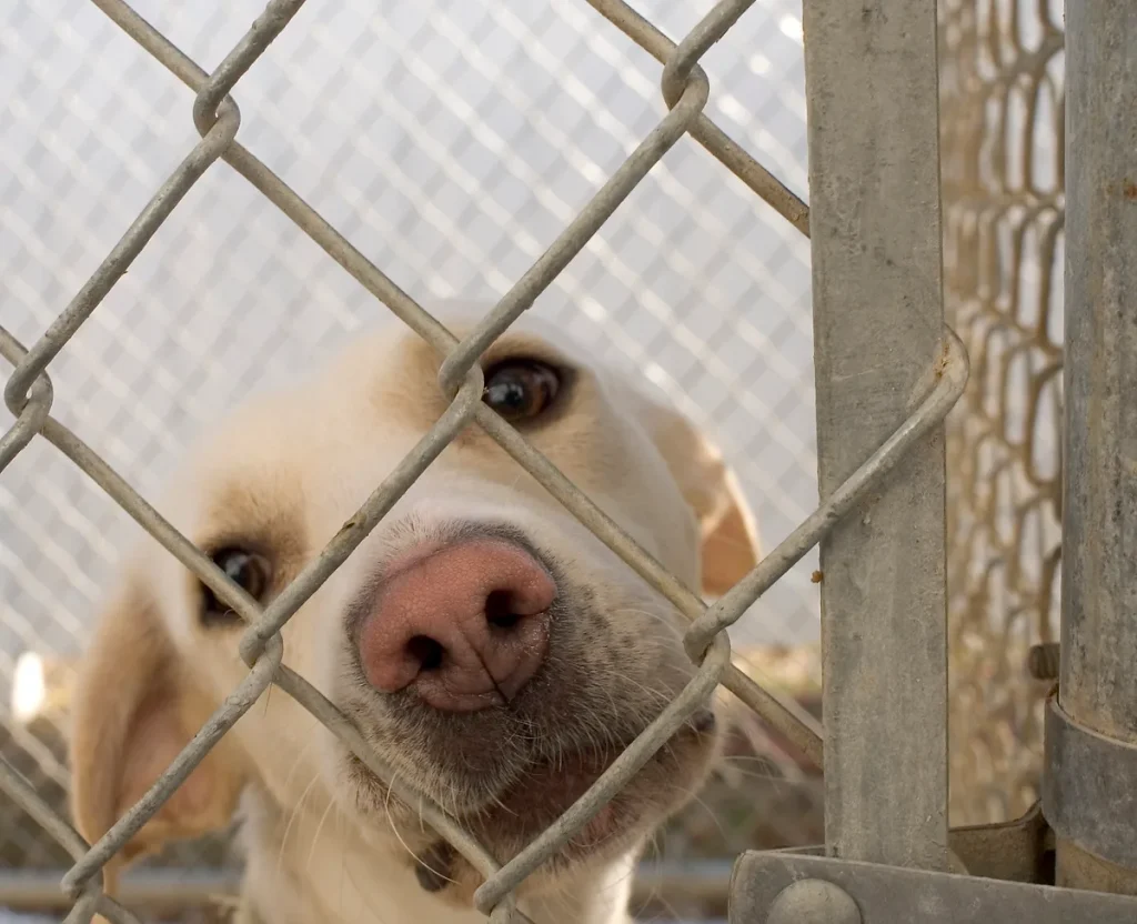 Mix-hond achter hekwerk in dierenasiel — kruisingen en asielhonden verzekeren in 2026