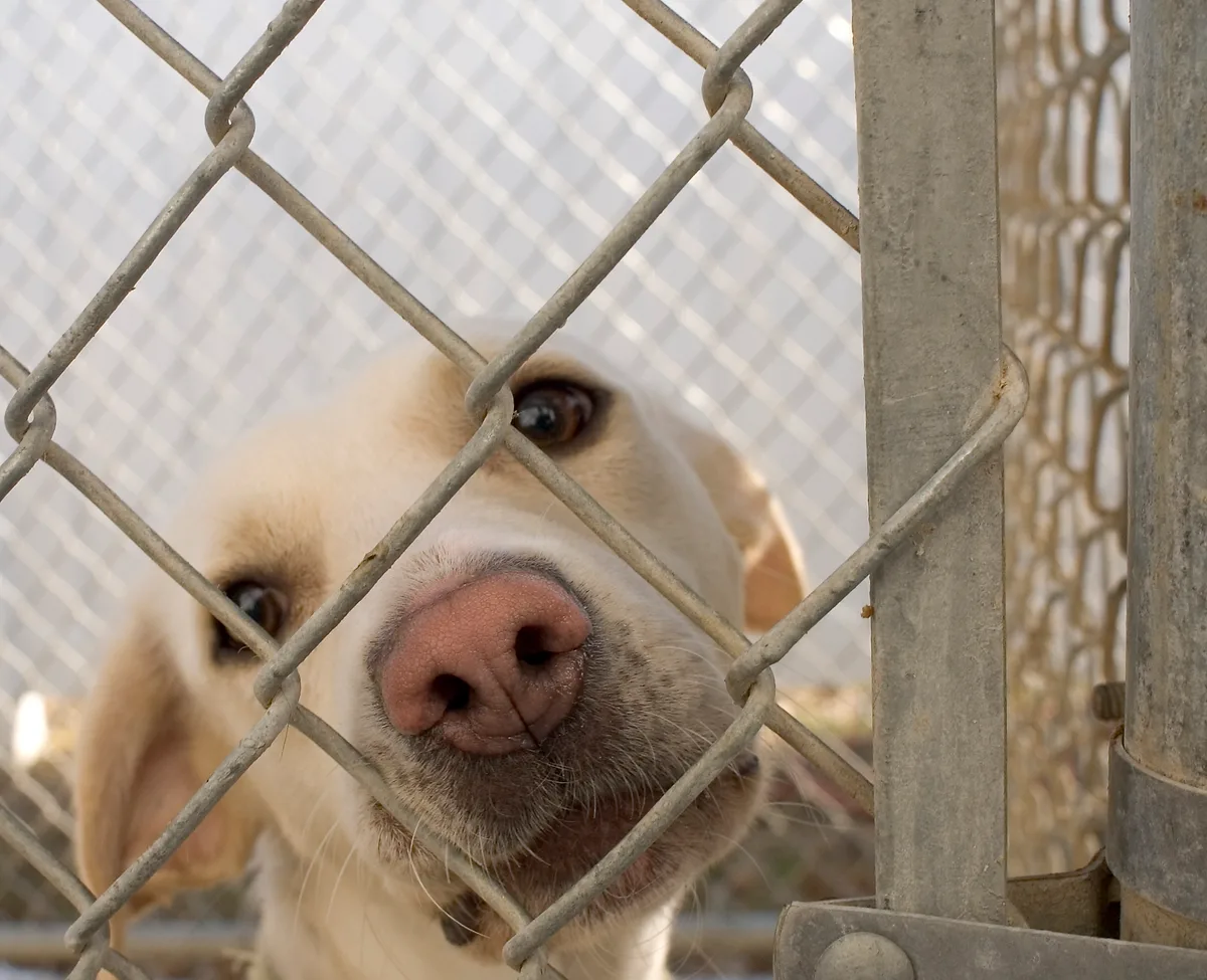 Mix-hond achter hekwerk in dierenasiel — kruisingen en asielhonden verzekeren in 2026