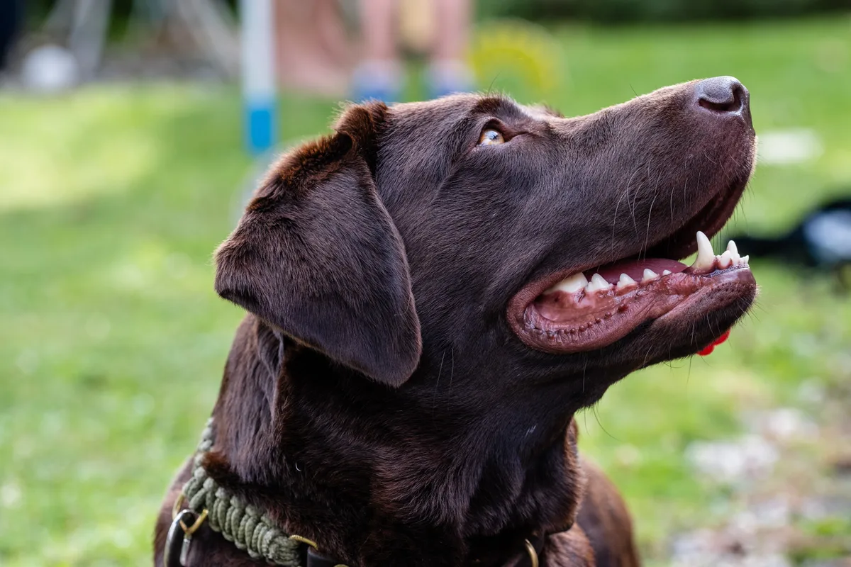 Chocolade Labrador retriever als voorbeeld van een hond waarvoor je een hondenverzekering afsluit
